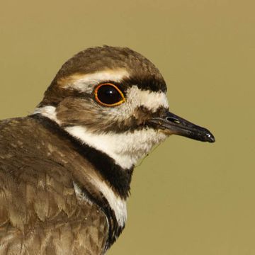 Charadrius vociferus