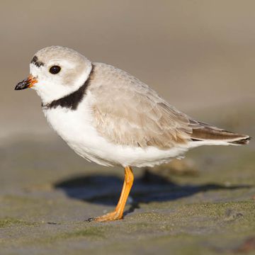 Charadrius melodus