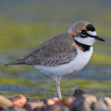 Charadrius collaris