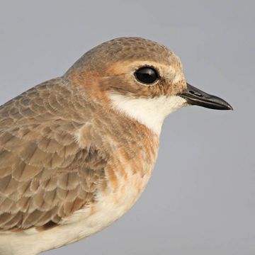 Charadrius mongolus