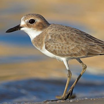 Greater Sand Plover