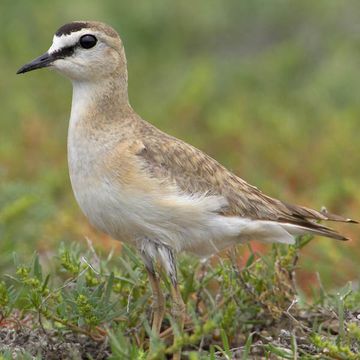 Mountain Plover