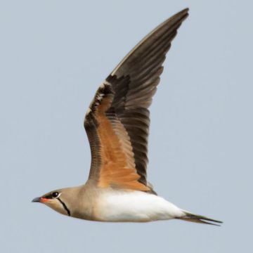 Oriental Pratincole