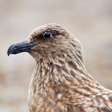 Great Skua