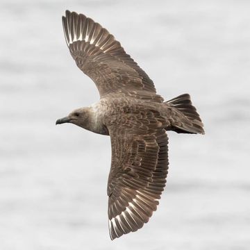 South Polar Skua