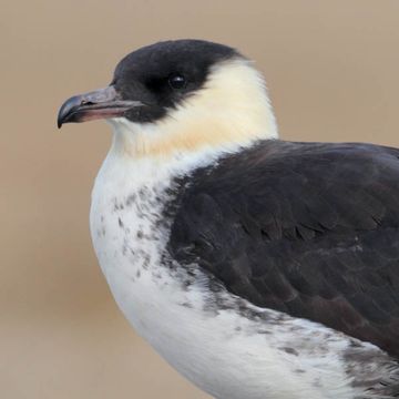 Pomarine Jaeger