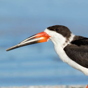 Black Skimmer