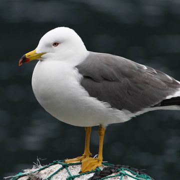 Black-tailed Gull