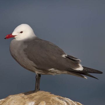 Heermann's Gull