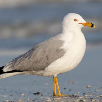 Larus delawarensis