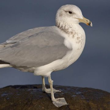 California Gull