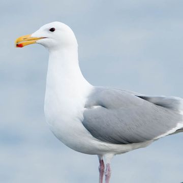 Larus glaucescens