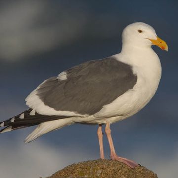 Larus occidentalis