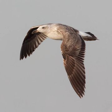 Yellow-footed Gull