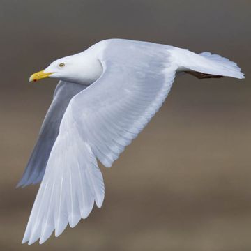 Glaucous Gull