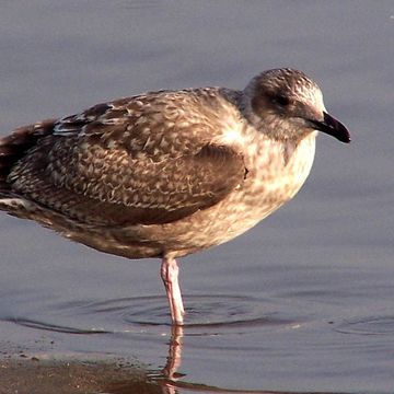 Slaty-backed Gull