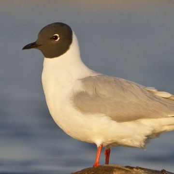 Bonaparte's Gull