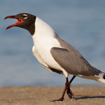 Laughing Gull