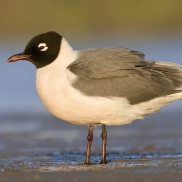 Franklin's Gull