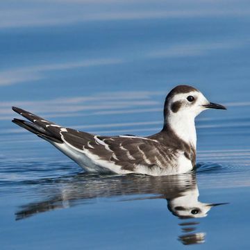 Larus minutus