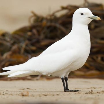 Ivory Gull