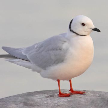 Ross's Gull