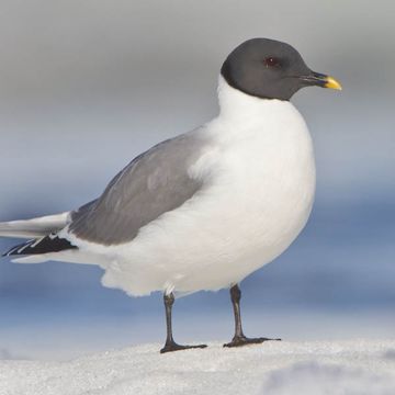 Sabine's Gull