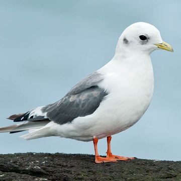 Red-legged Kittiwake