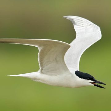 Gull-billed Tern