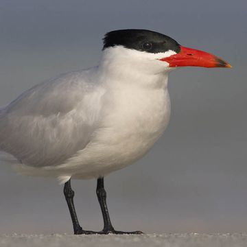 Caspian Tern