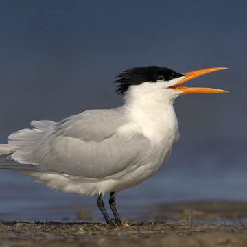 Royal Tern