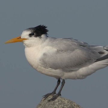 Elegant Tern