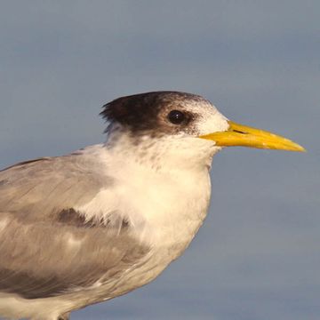 Great Crested Tern