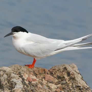 Roseate Tern