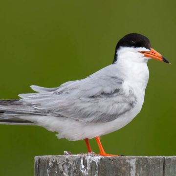 Forster's Tern