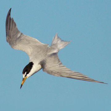 Little Tern