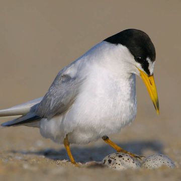 Least Tern