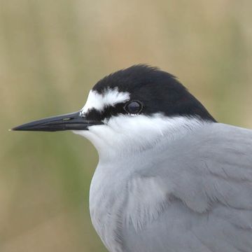 Aleutian Tern