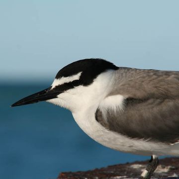 Grey-backed Tern