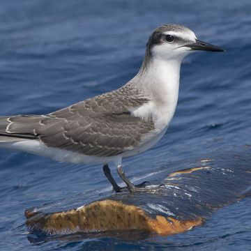 Bridled Tern