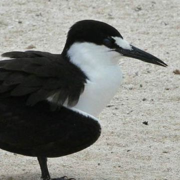 Sooty Tern