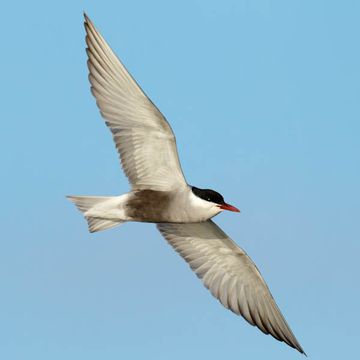 Whiskered Tern