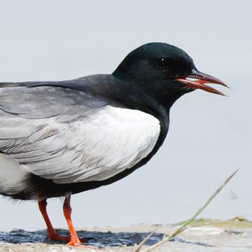 White-winged Tern