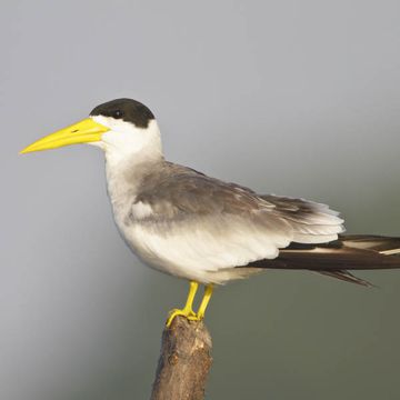 Large-billed Tern