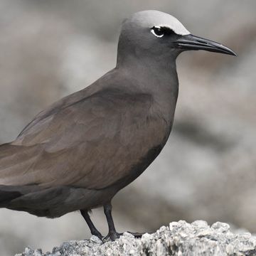 Brown Noddy