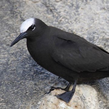 Black Noddy