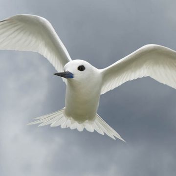 Common White Tern
