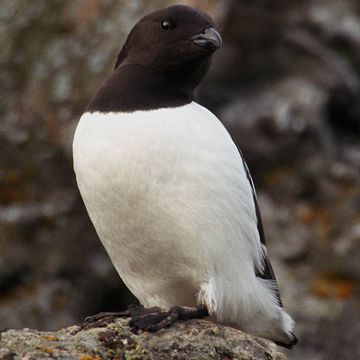 Little Auk