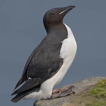 Thick-billed Guillemot