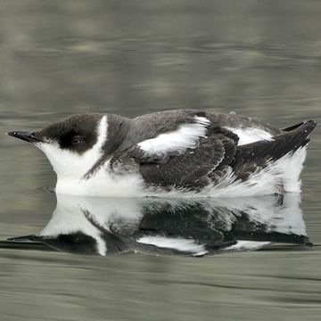 Brachyramphus marmoratus